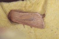 Denticucullus pygmina