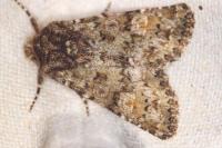 Polymixis lichenea