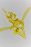 Helcystogramma lutatella
