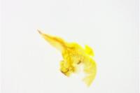 Helcystogramma lutatella
