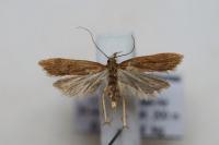 Helcystogramma lutatella