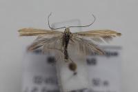 Coleophora trochilella