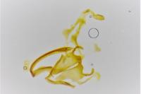 Coleophora trochilella