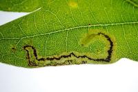 Stigmella atricapitella