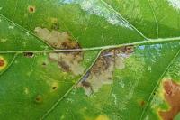 Ectoedemia subbimaculella