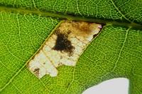 Ectoedemia subbimaculella