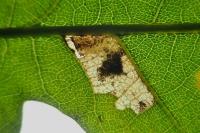 Ectoedemia subbimaculella