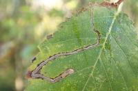 Lyonetia clerkella