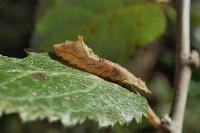 Cilix glaucata/hispanica
