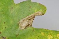 Phyllonorycter acerifoliella