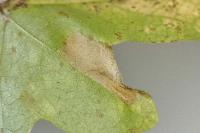 Phyllonorycter acerifoliella