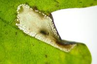 Phyllonorycter acerifoliella