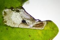 Phyllonorycter acerifoliella