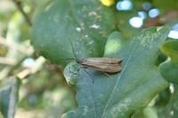 Diurnea lipsiella