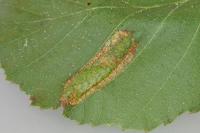 Phyllonorycter rajella