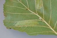 Phyllonorycter rajella