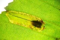 Phyllonorycter rajella
