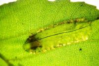 Phyllonorycter rajella