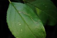 Lyonetia clerkella