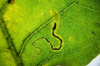 Stigmella atricapitella