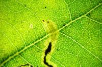 Stigmella atricapitella
