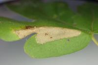 Phyllonorycter acerifoliella