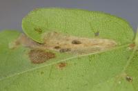 Phyllonorycter acerifoliella