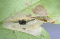 Phyllonorycter acerifoliella