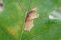 Ectoedemia subbimaculella