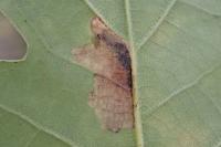 Ectoedemia subbimaculella