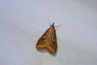 Udea ferrugalis