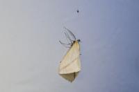 Rhodometra sacraria