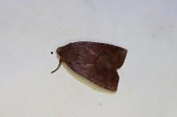 Conistra ligula