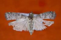 Dioryctria mendacella