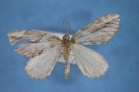 Thera cupressata
