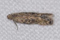 Tuta absoluta