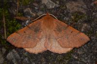 Colotois pennaria