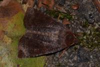 Conistra ligula