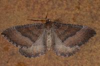 Larentia clavaria