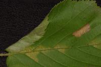 Parornix devoniella