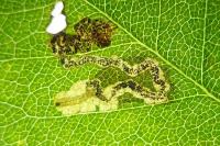 Ectoedemia angulifasciella