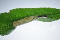 Phyllonorycter cerasicolella/spinicolella