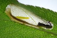 Phyllonorycter cerasicolella/spinicolella