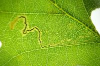 Stigmella roborella