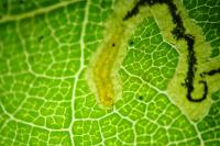 Stigmella roborella