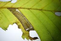 Stigmella microtheriella