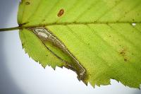 Stigmella microtheriella