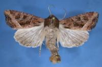 Helotropha leucostigma