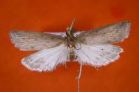 Schoenobius gigantella