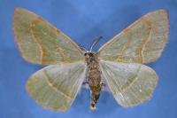 Hylaea fasciaria